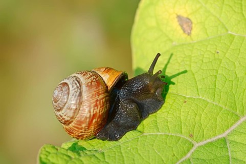 Copse snail