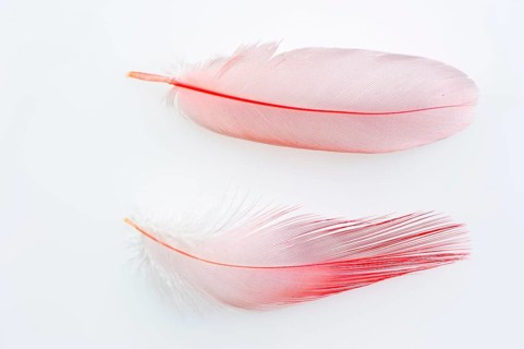 Roseate Spoonbill