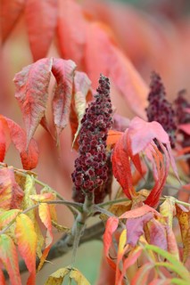 Staghorn Sumac