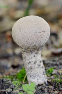 Beutelstaeubling