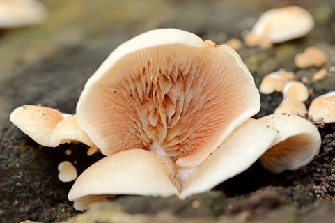 Jelly-fleshed stub-foot