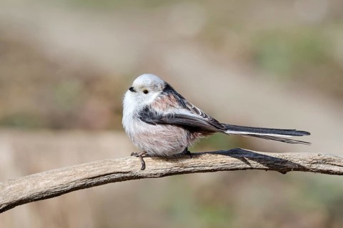 Long-tailed tit