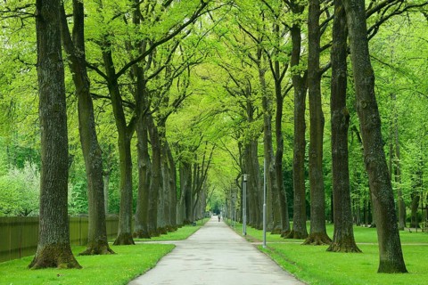 Court Garden