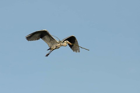 Grey heron