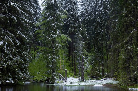 Mountain spruces at the Hoellbachschwelle