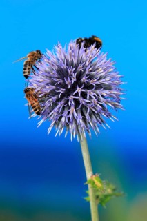 Common Great Globe Thistle