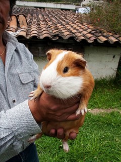 Man buying guinea pigs