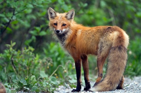 Red fox