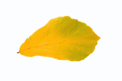 Persian Ironwood