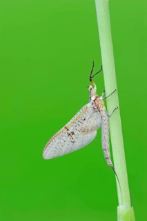 Green Drake Mayfly