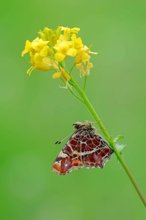 Map Butterfly