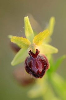 Early Spider Orchid t