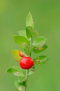 Butcher's broom