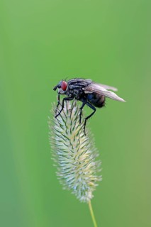 Grey Flesh Fly