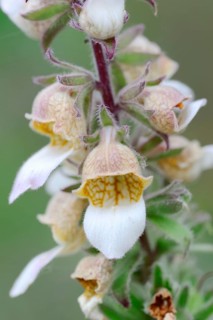 Woolly Foxglove
