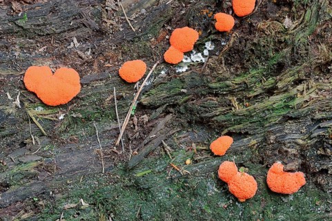 Slime Mold