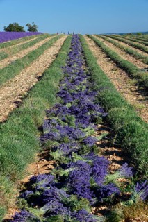 Lavender field