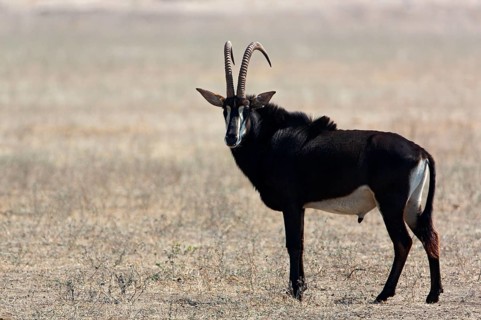 Sable antelope