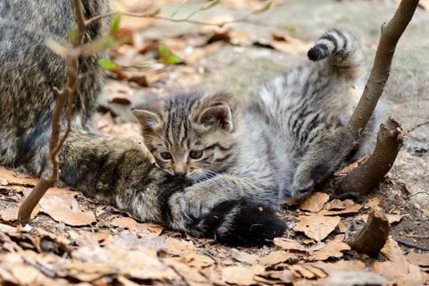European Wildcat