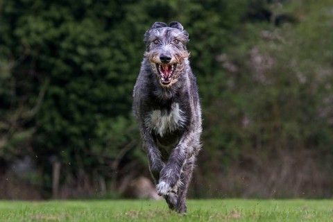 Irish wolfhound