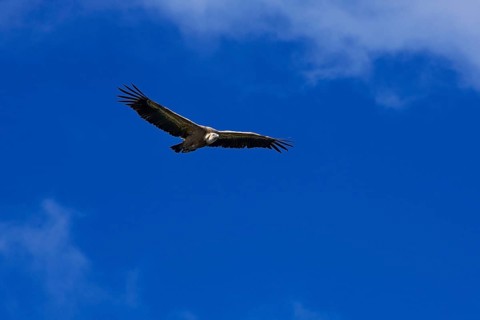 Vulture