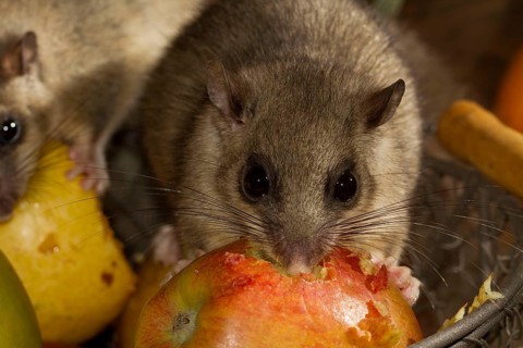 Edible dormouse