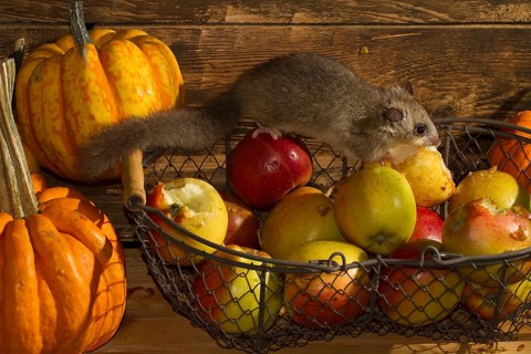 Edible dormouse