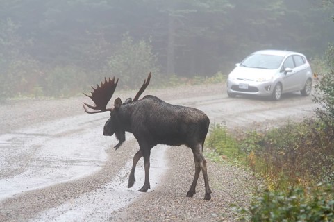 Moose