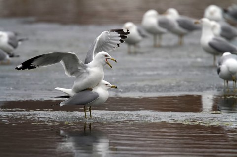 Ring-billed gulls