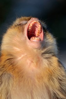Barbary macaque
