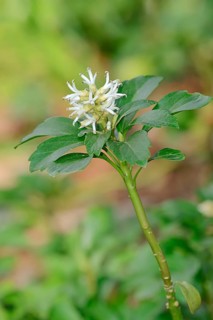 Japanese Spurge