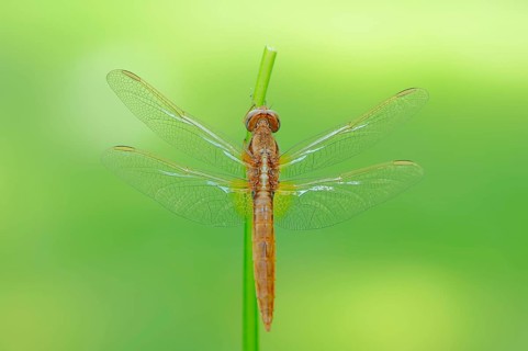 Scarlet dragonfly