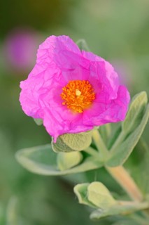Grey-leaved Cistus