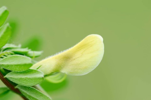Hairy Yellow Vetch