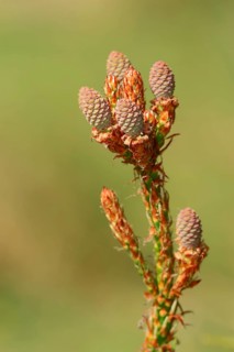 European black pine