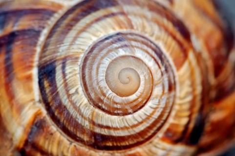 Striped Helix lucorum