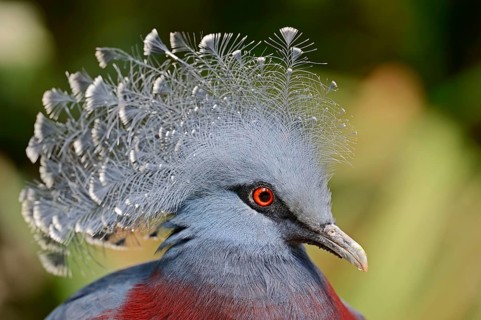Victoria Crowned Pigeon