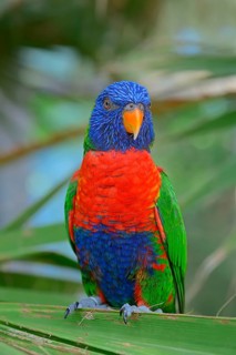 Rainbow Lorikeet