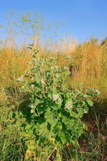 Felt burdock