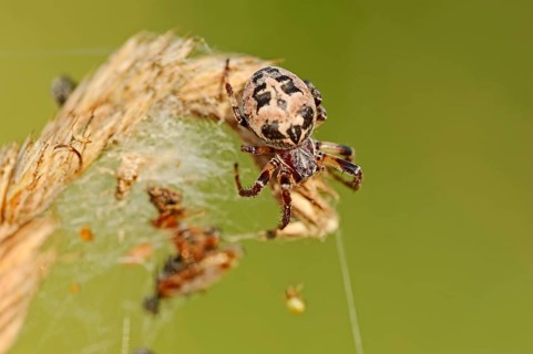 Furrow spider