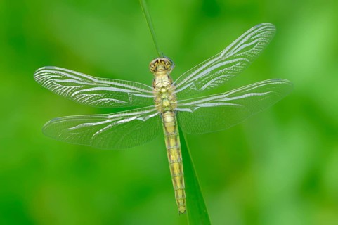 Black-tailed Skimmer