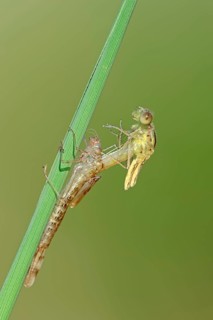 Willow Emerald Damselfly