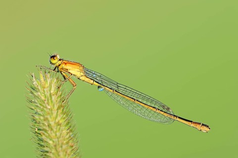 Blue-tailed damselfly