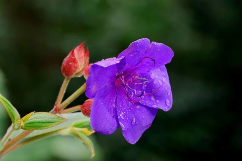 Princess flower