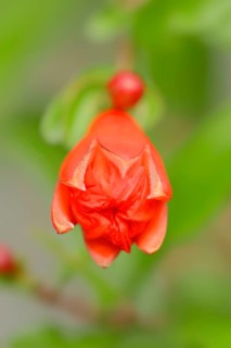 Dwarf Pomegranate