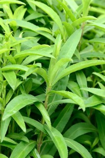 Mexican Tarragon
