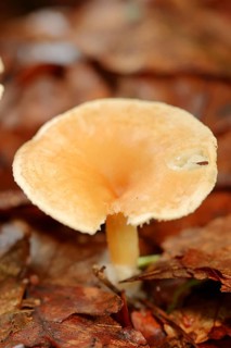 Tawny Funnel Cap