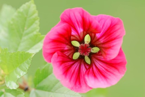 Annual Malope
