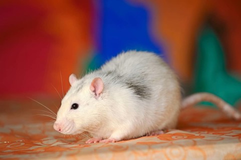Domestic rat
