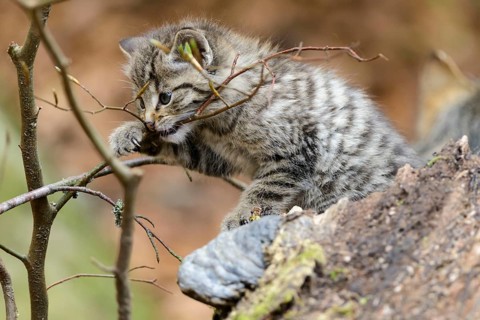 European Wildcat